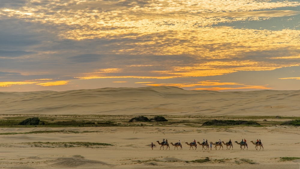 Pessoas andando de camelo andando no chão durante a hora dourada
