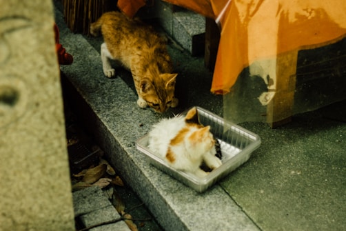 Two cats are interacting on a stone surface outdoors. One cat with an orange and white coat is approaching cautiously, while another is sitting inside a plastic container. The environment includes fallen leaves and a draped orange fabric, suggesting a setting near a building or structure.