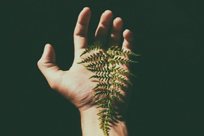 A hand is held open with the palm facing up, while a green fern leaf lies gently across it. The background is dark, providing a stark contrast to the light skin of the hand and the vivid green of the leaf.