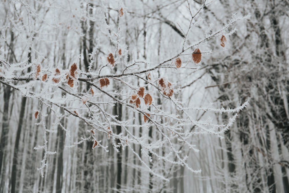 photo en gros plan d’une branche d’arbre grise avec des feuilles et de la neige