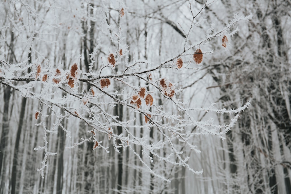 Nahaufnahme eines grauen Astes mit Blättern und Schnee