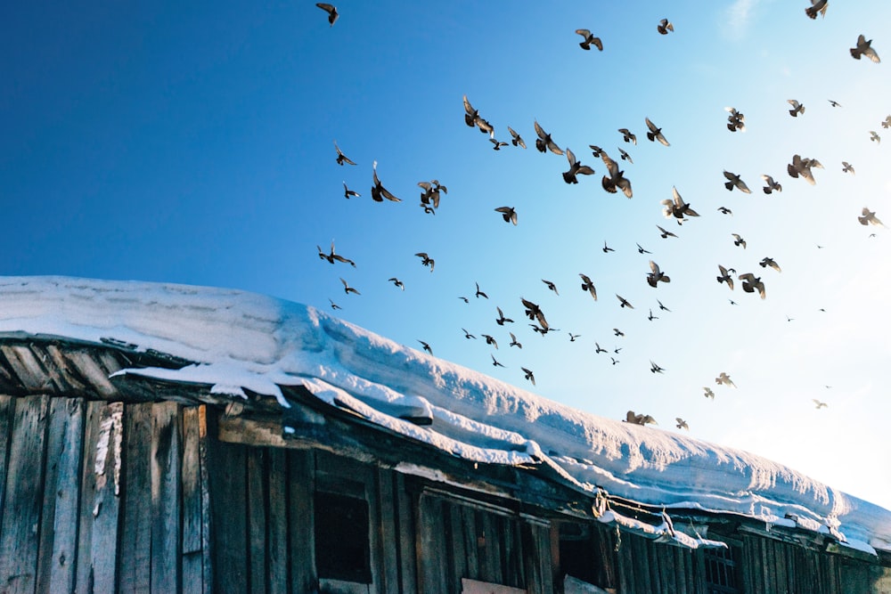 photographie de volée d’oiseaux