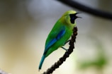 A vibrant bird perched on a branch with green and blue plumage. The bird has a characteristic black mask around its eyes and is singing with its beak open.