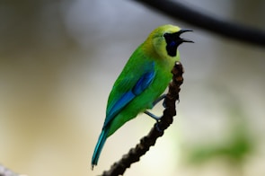 A vibrant bird perched on a branch with green and blue plumage. The bird has a characteristic black mask around its eyes and is singing with its beak open.