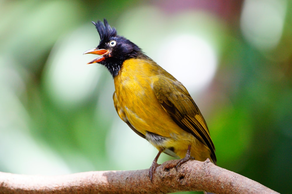 small bird on tree branch