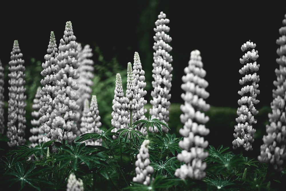 lavender flower