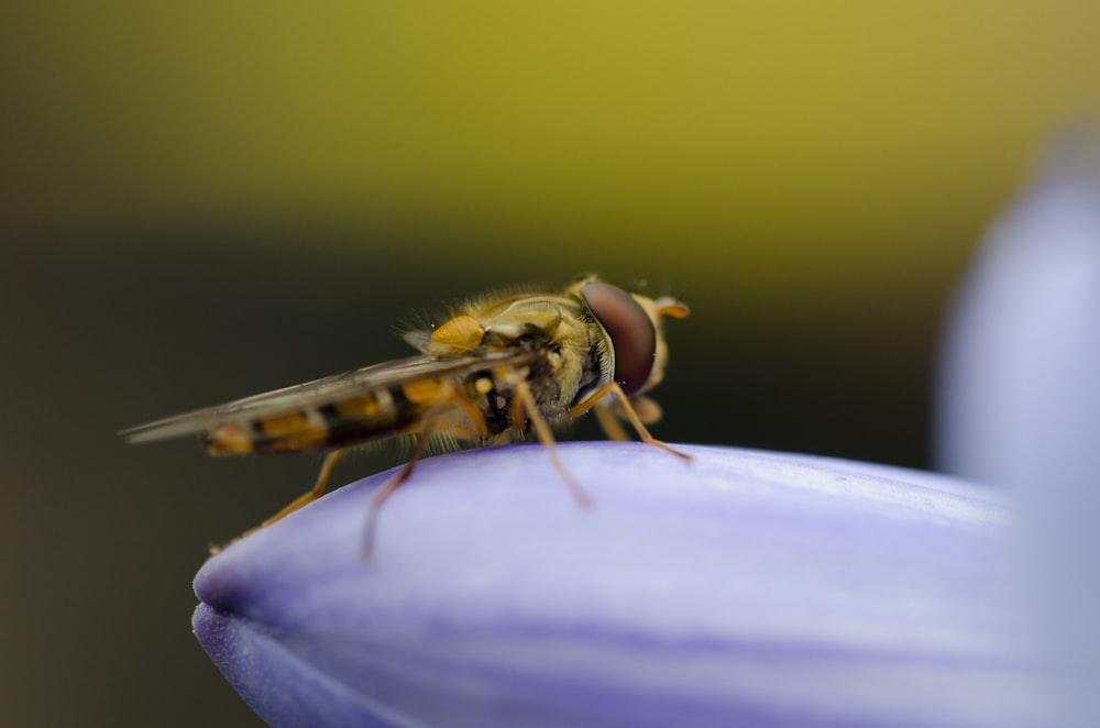 shallow focus photography of brown insect