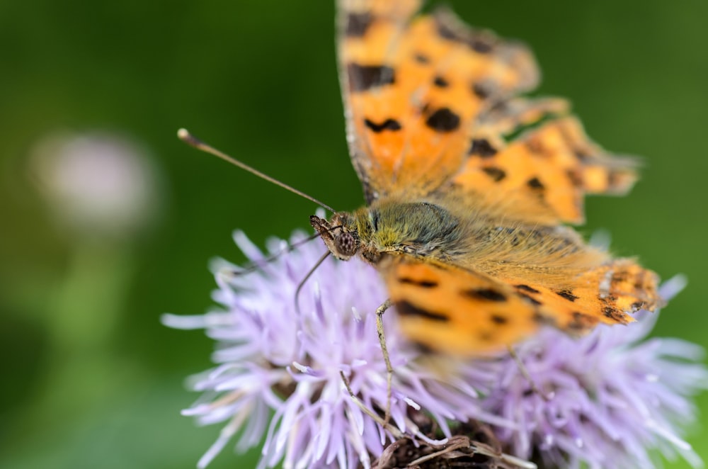 orange and black butterfly on flower