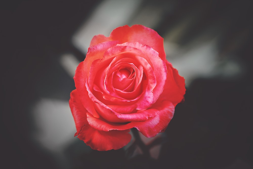 Photographie rapprochée de Red Rose