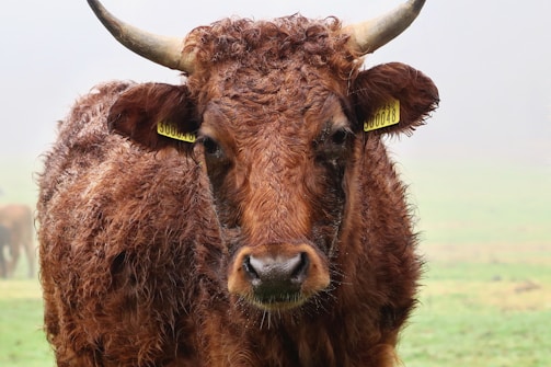 A close-up view of a brown cow with a curly coat and prominent horns. The cow has yellow ear tags with numbers and is slightly wet, suggesting damp weather. The background is foggy, providing a soft and muted backdrop of a field.