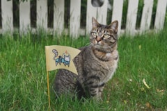 An intrigued cat sits in grass next to a flag planted in front of it with an astronaut space kitty sticker on beige fabric.