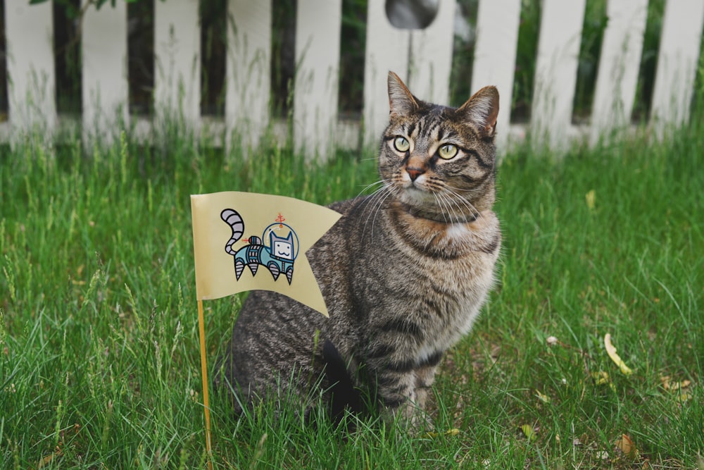 tabby cat on grass field beside flag