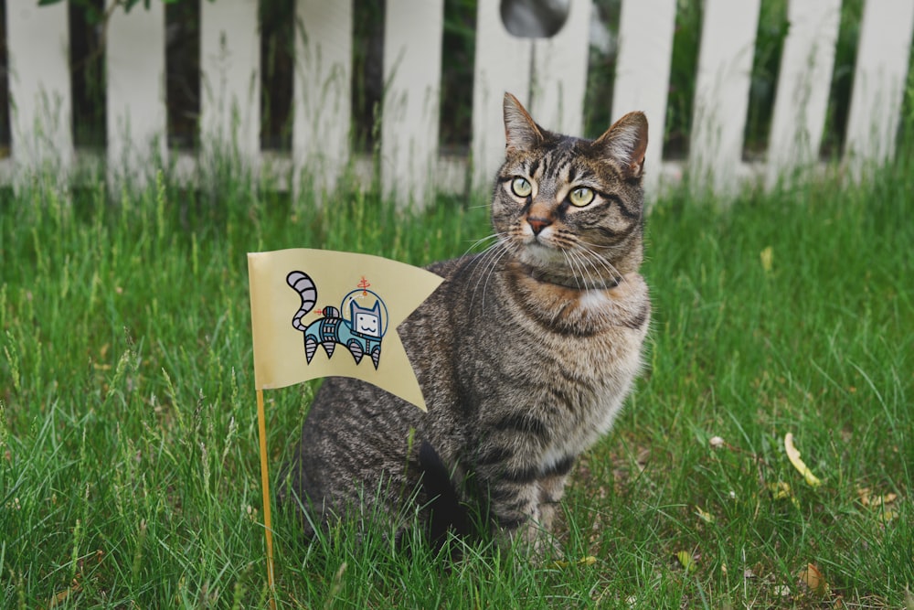 getigerte Katze auf Wiese neben Fahne