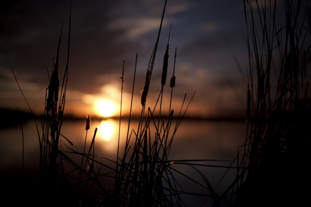 silhouette photo of plants near body of water during sunset