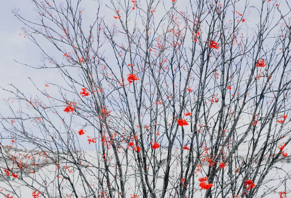 árbol de flores de pétalos rojos