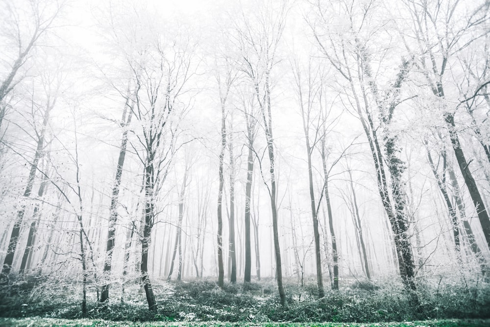 withered trees covered in snow at daytime