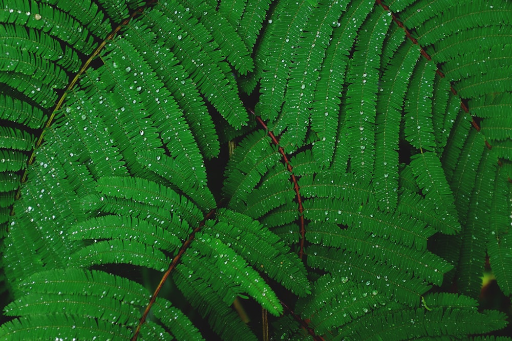 shallow focus photography of green leafed plant