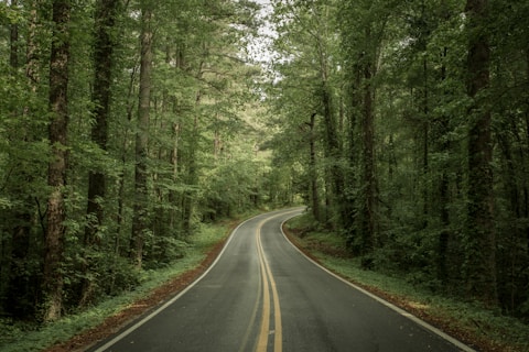 empty pavement between forest
