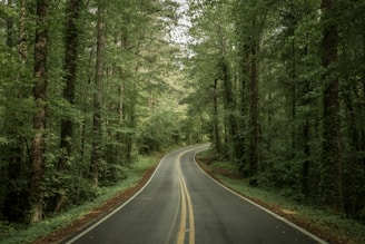 empty pavement between forest