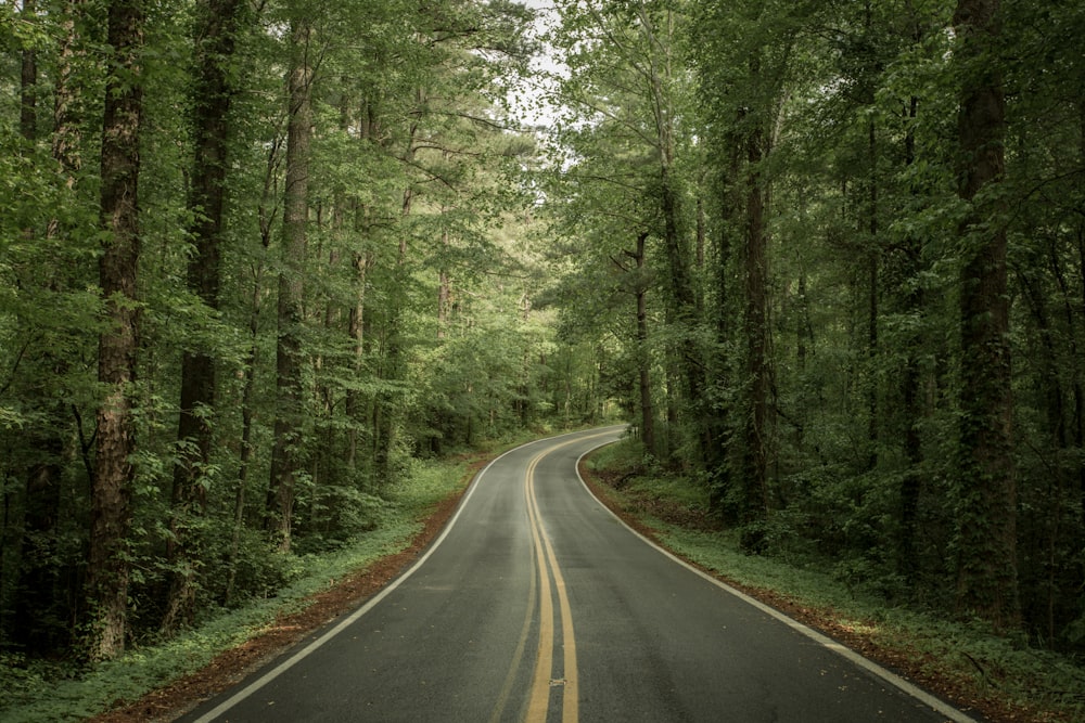 empty pavement between forest