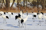 A striking red-crowned crane poised gracefully among pine trees.