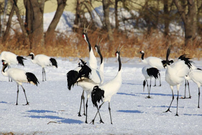 A striking red-crowned crane poised gracefully among pine trees.