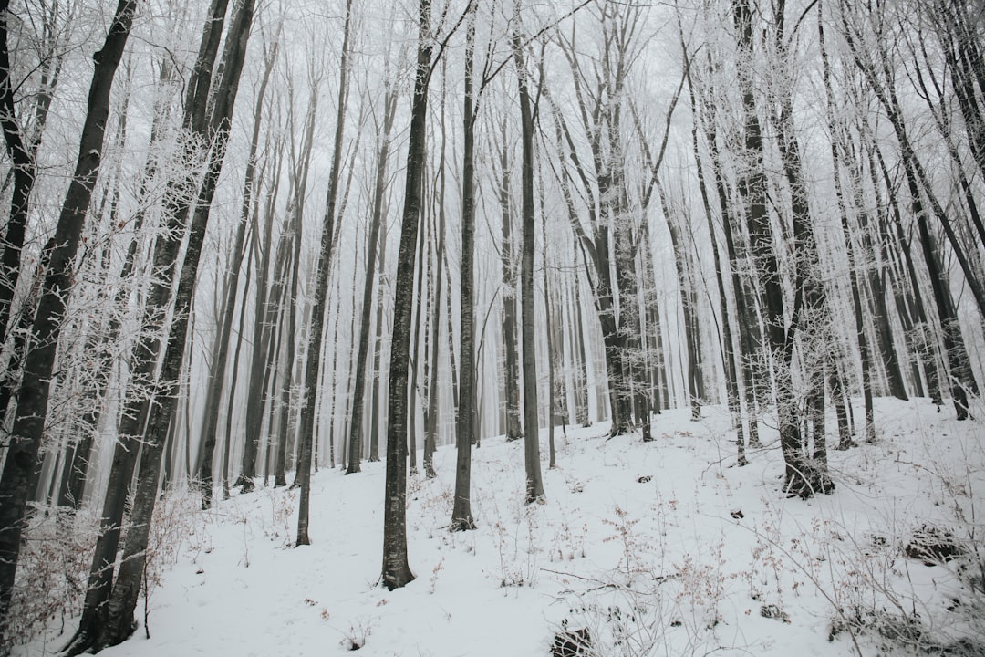 Forest photo spot PÄƒdurea NeagrÄƒ Bihor County