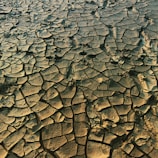 The surface appears parched and cracked, resembling a dried-up mudflat or desert terrain. The intricate patterns formed by the cracks give a glimpse of the natural process of desiccation. The varying shades of brown and hints of green add a visual depth to the textured landscape.