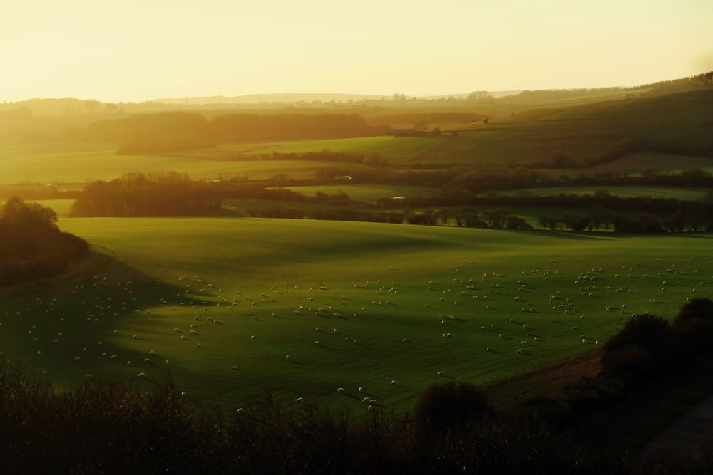 Photographie de l’heure d’or du champ d’herbe