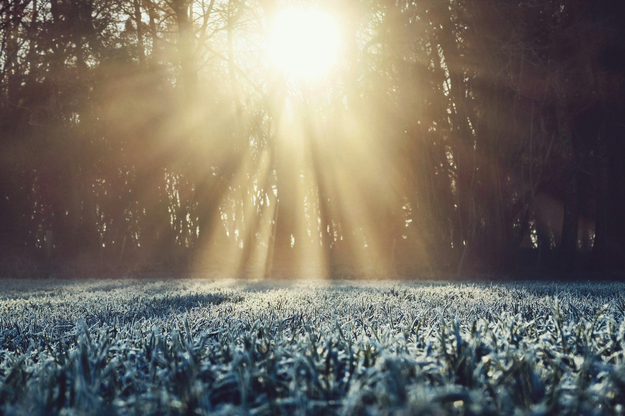 Whilst driving home from a morning walk I had to pull the car over as a stunning light was bursting through the trees and the light just bounced off the bright white frosty ground