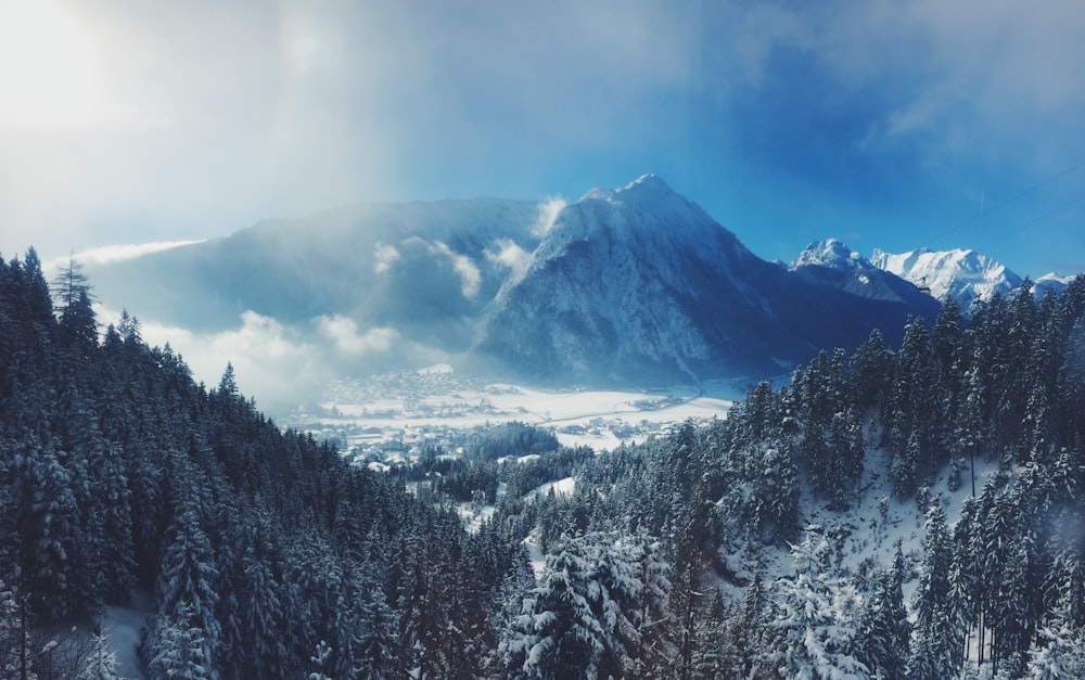 snow-capped mountain and pine tree forest