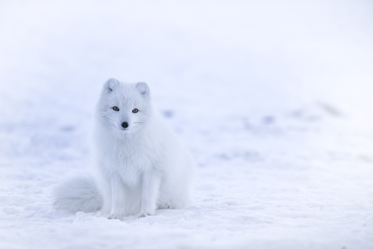 Marvel at the Magnificent Arctic Fox: A Journey to the Elusive Polar Fox in the Arctic Circle