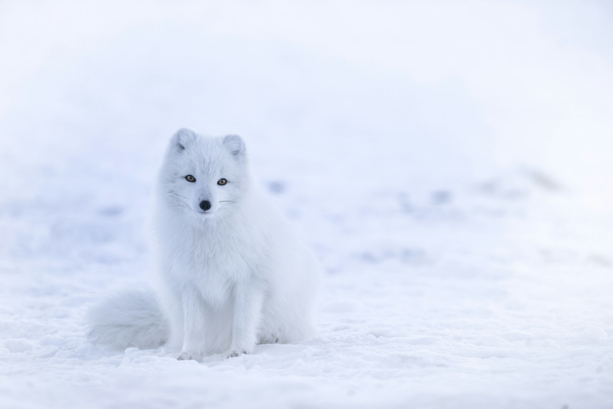 Little Rebba, coming to sit next to the window and beg for some extra snacks. She is tame, but still wild and comes and goes as pleased. The foxes on my photos are all wild and shot in natural environment where they live. Lets say i am lucky to live in icelandic mountains and interact with the only wildlife that is around