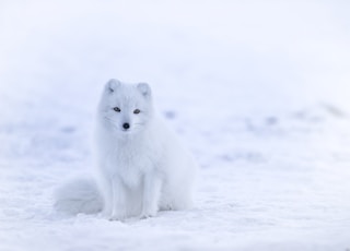 snow fox on snowfield