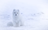 snow fox on snowfield