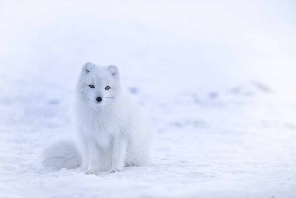 snow fox on snowfield