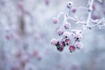 frozen red fruits in winter