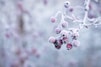 selective focus photo of frozen round red fruits