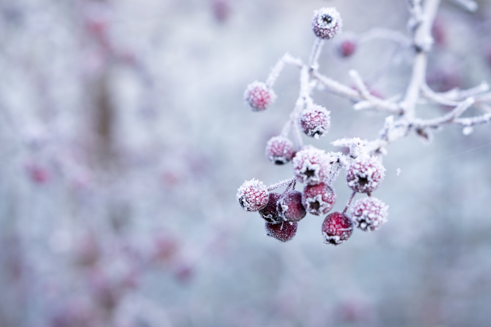 selective focus photo of frozen round red fruits