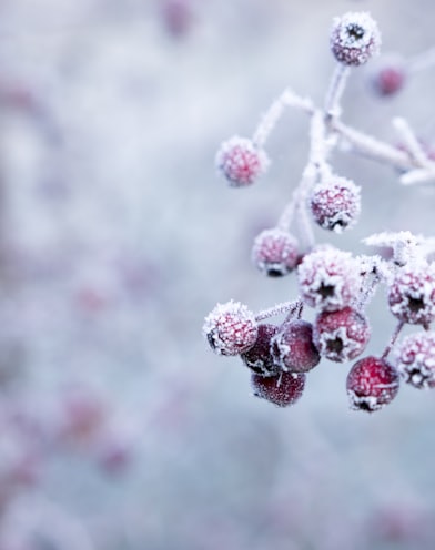 frozen red fruits winter