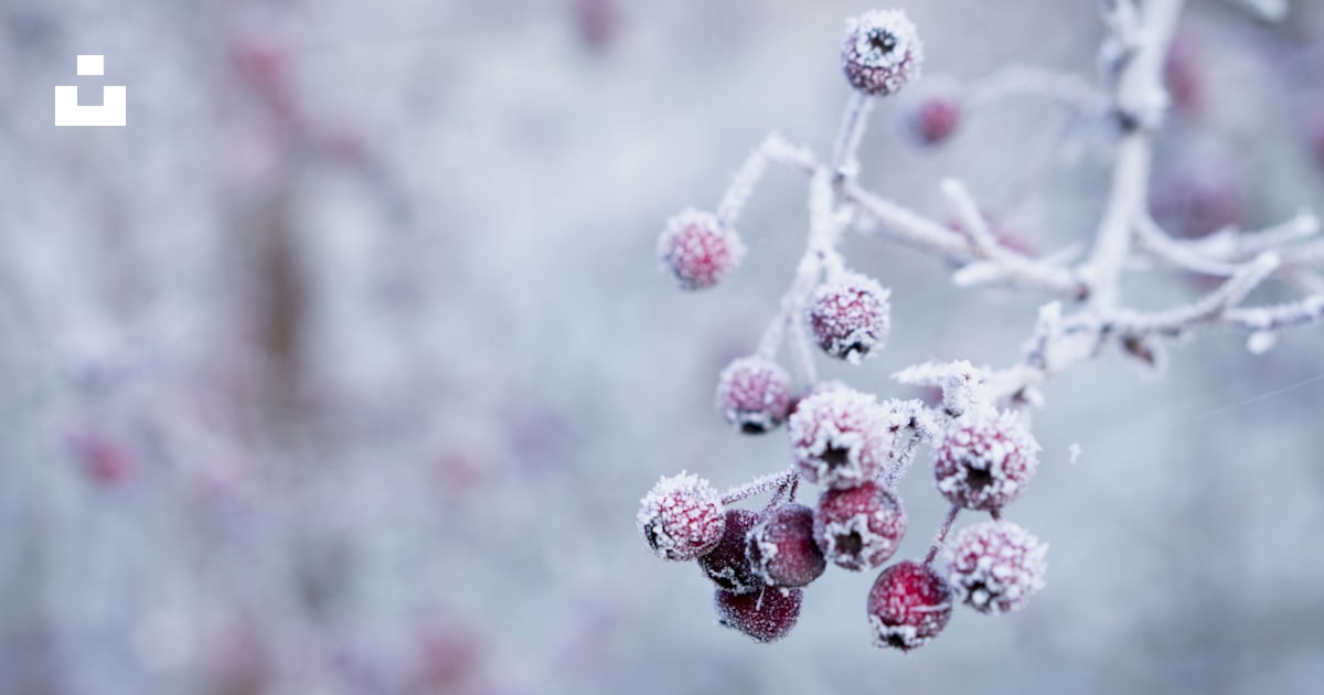 Photo de mise au point sélective de fruits rouges ronds congelés photo ...