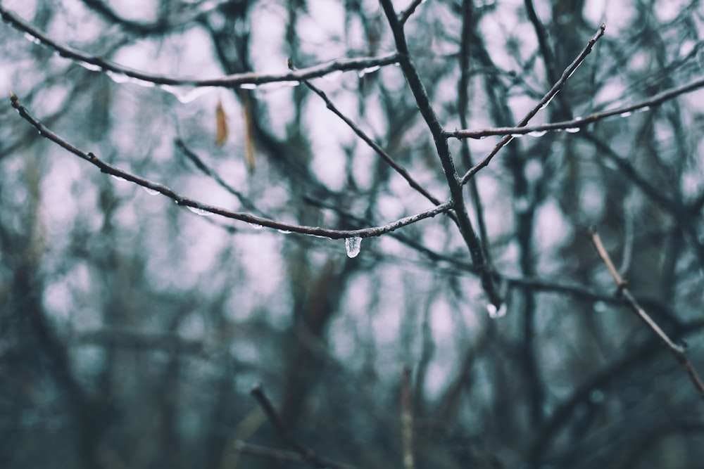 Photographie sélective de la rosée d’eau sur les branches d’arbres