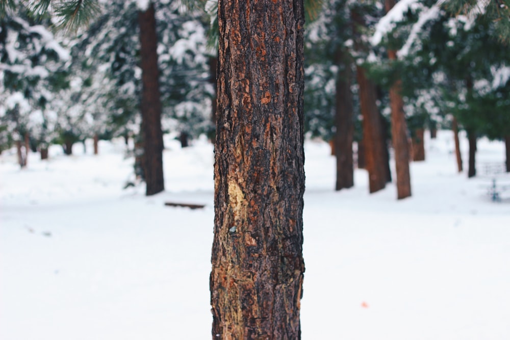 selective focus photography of tree bark