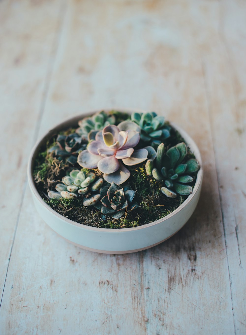 green and gray succulents at daytime