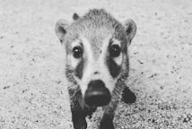 A close-up black and white photograph of a curious animal, possibly a coati, with distinct facial markings and large, round eyes. The background is a textured surface, likely gravel or stone.