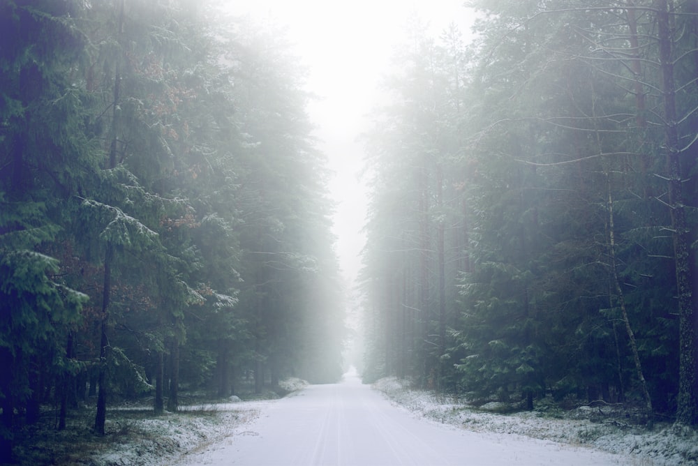 narrow road between trees