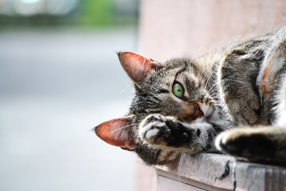 Foto einer braun getigerten Katze, die auf braunen Holzbrettern liegt