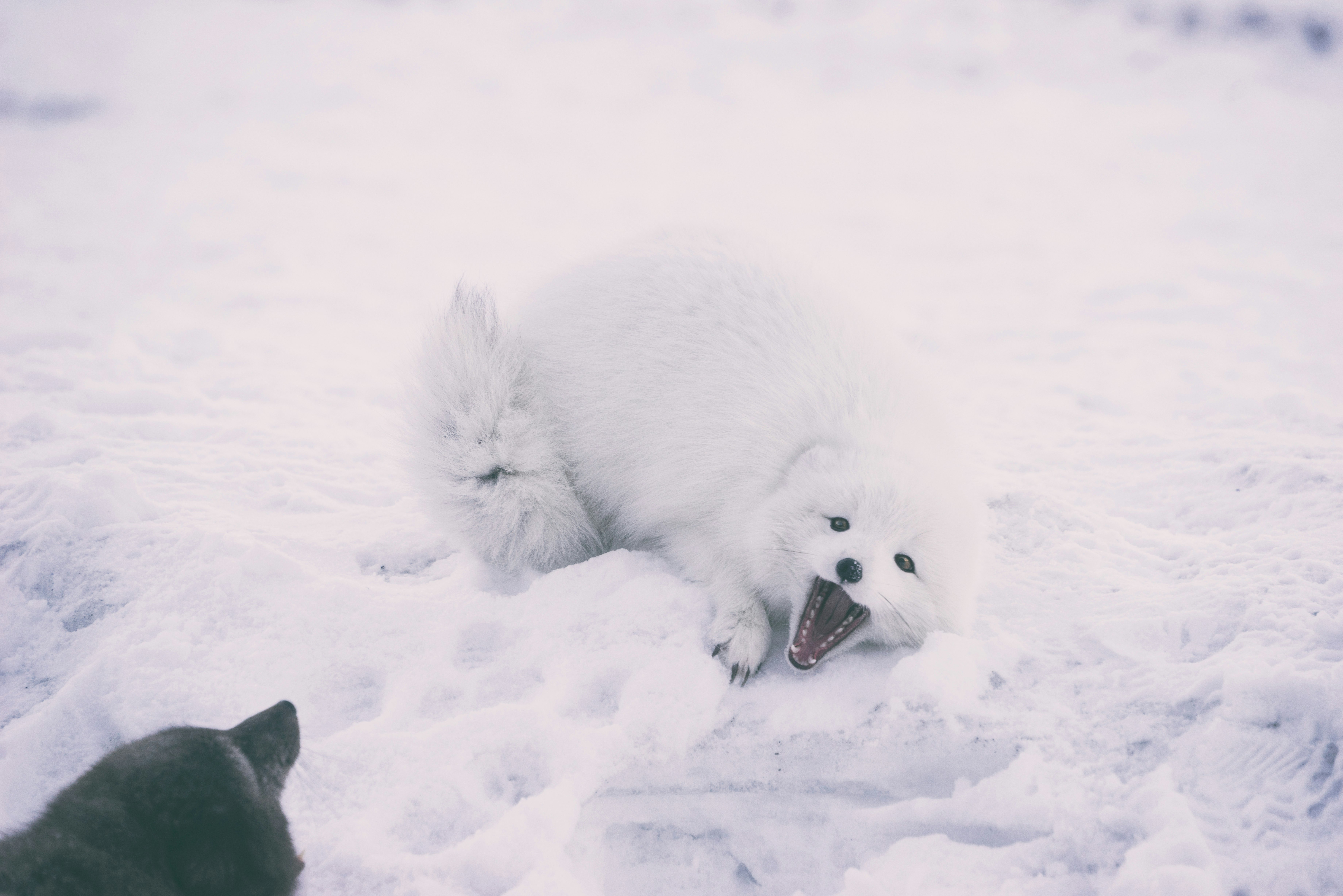 long-coated white wolf at daytime