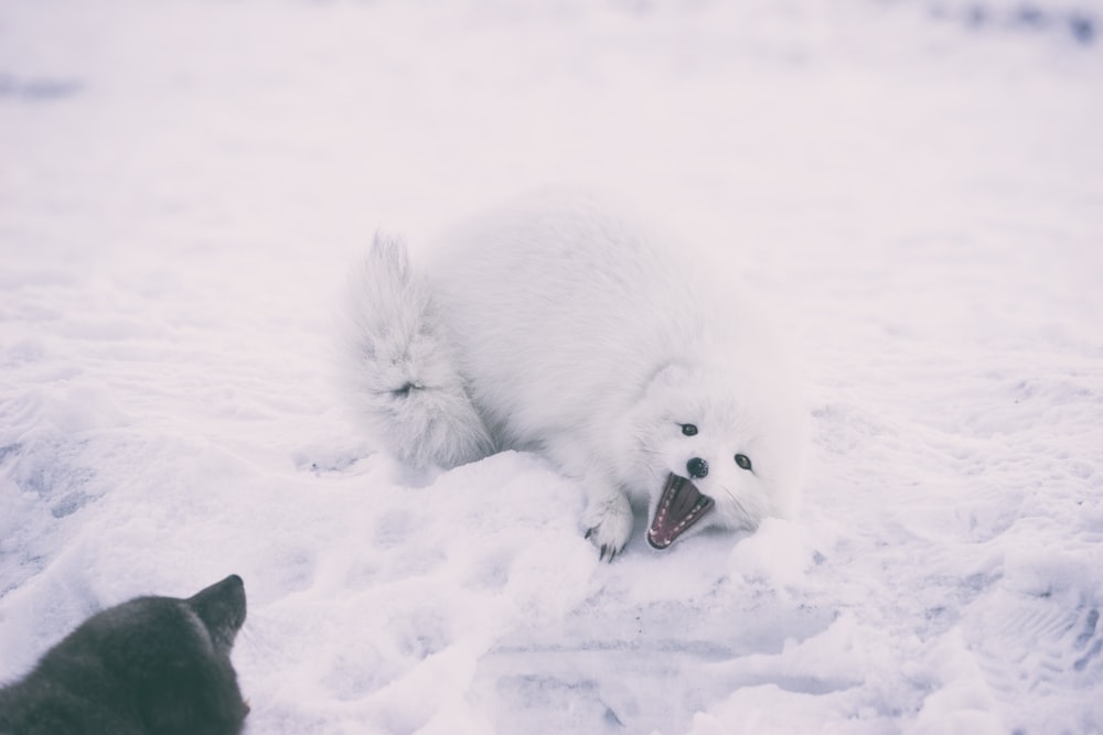 lobo branco de pelagem longa durante o dia