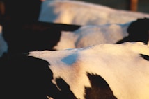 The image captures the close-up of the back of a cow with a black and white patterned hide. The lighting creates a warm tone over the contours of the animal's body, highlighting the texture of its skin.